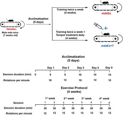 Oxidative Stress, Inflammation, and Activators of Mitochondrial Biogenesis: Tempol Targets in the Diaphragm Muscle of Exercise Trained-mdx Mice